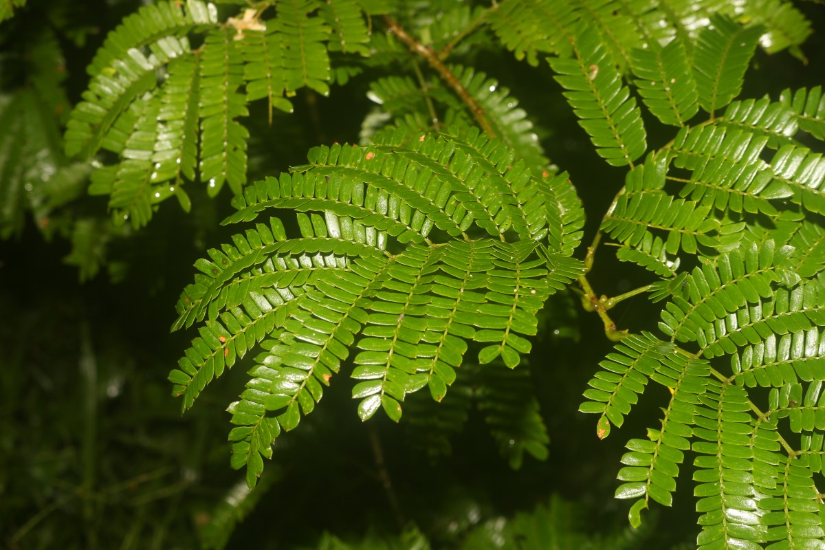 Senegalia caesia (L.) Maslin, Seigler & Ebinger